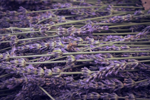 lavender branches and bees