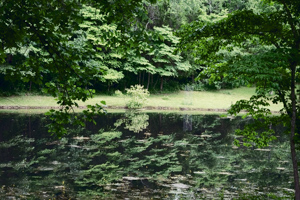 pond reflecting trees