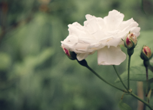 single rose surrounded by foliage