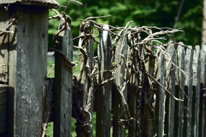 vines covering a fencepost